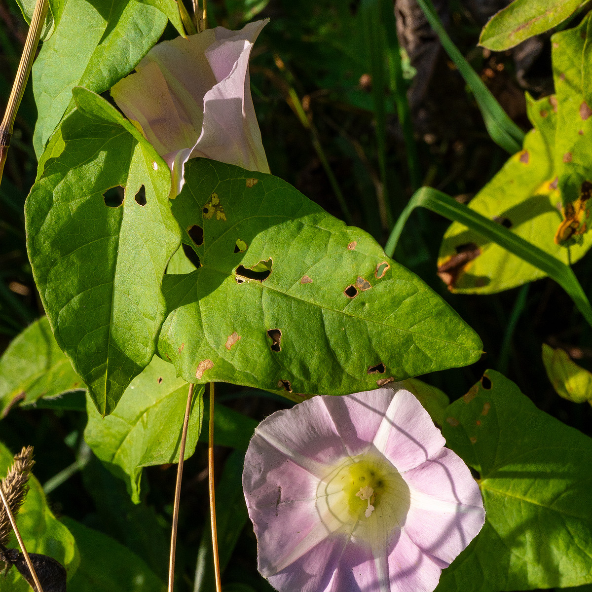 calystegia-sepium-subsp-roseata_1-1