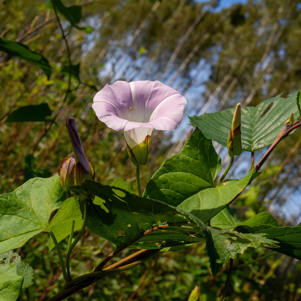 calystegia-sepium-subsp-roseata_1-10