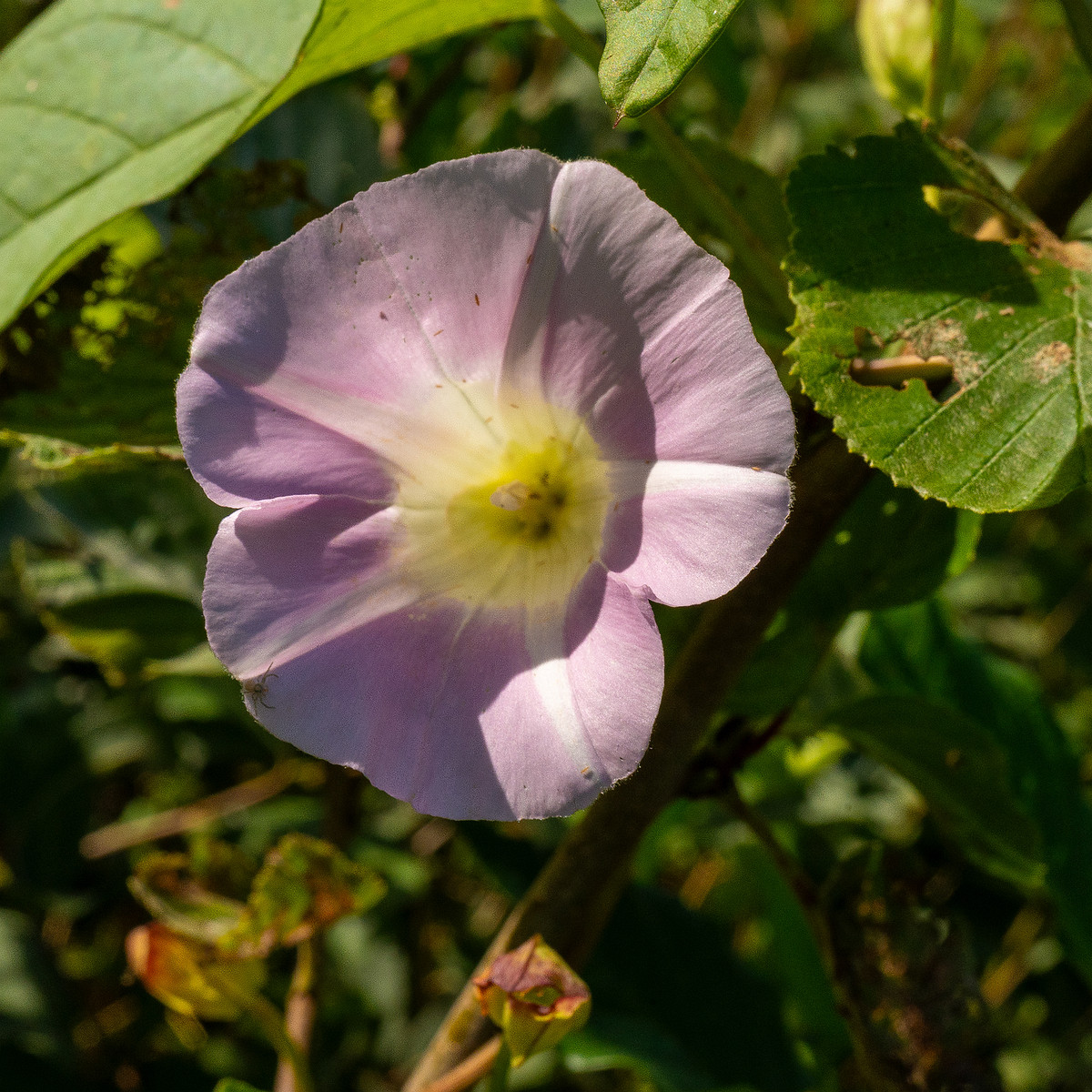 calystegia-sepium-subsp-roseata_1-11