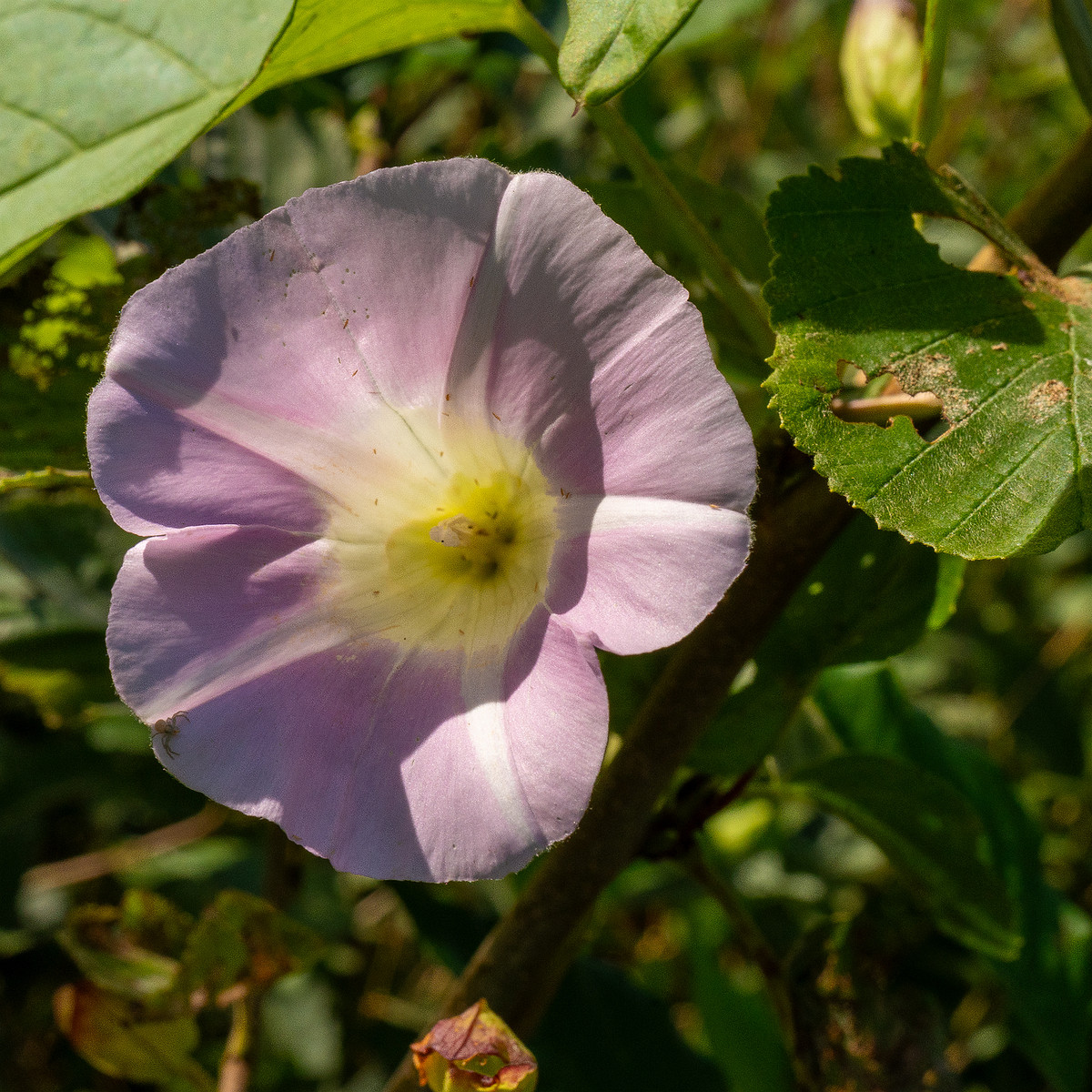 calystegia-sepium-subsp-roseata_1-12