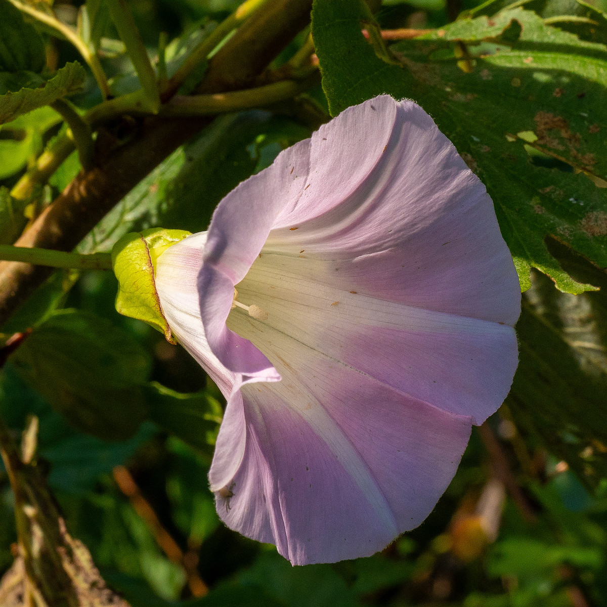 calystegia-sepium-subsp-roseata_1-13