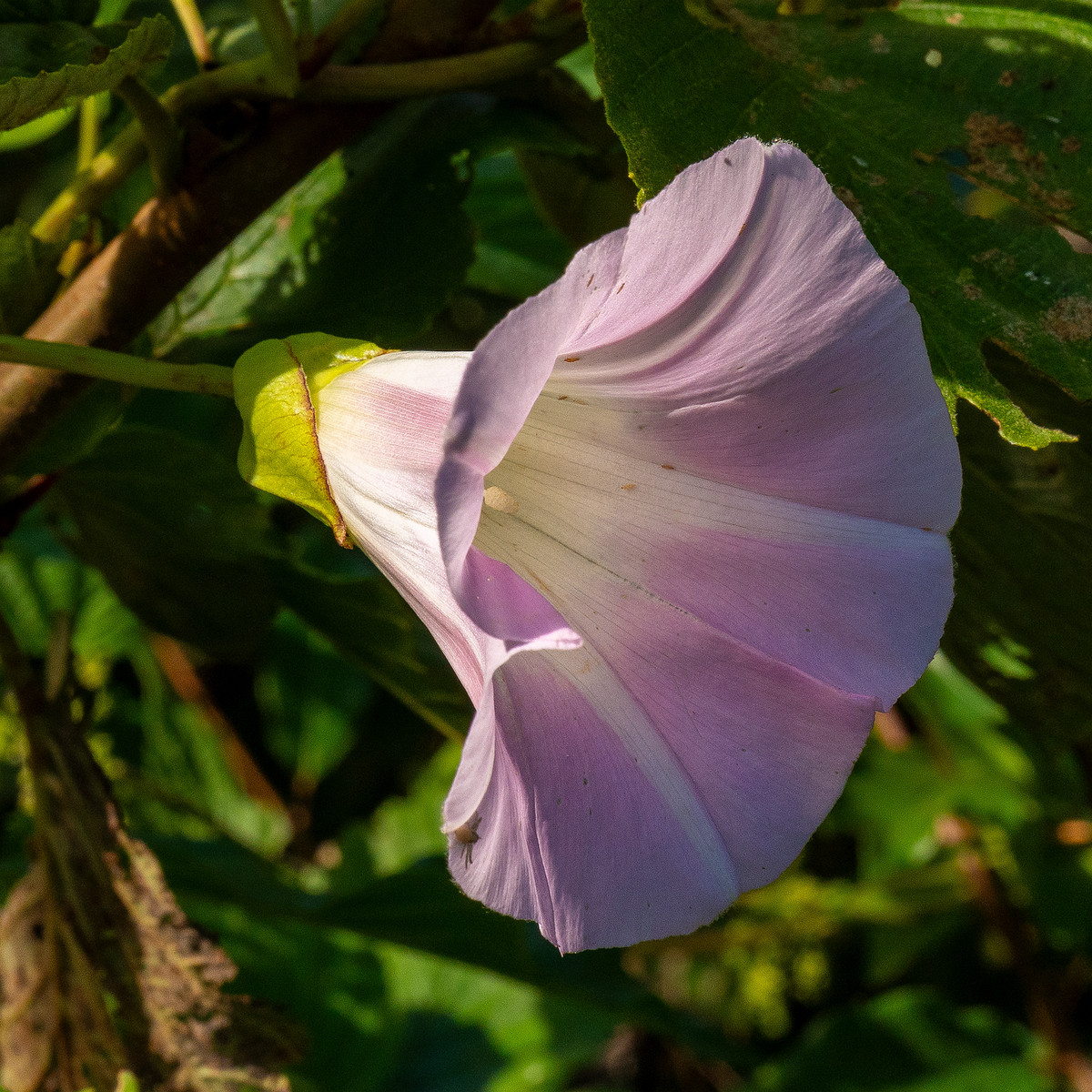 calystegia-sepium-subsp-roseata_1-14