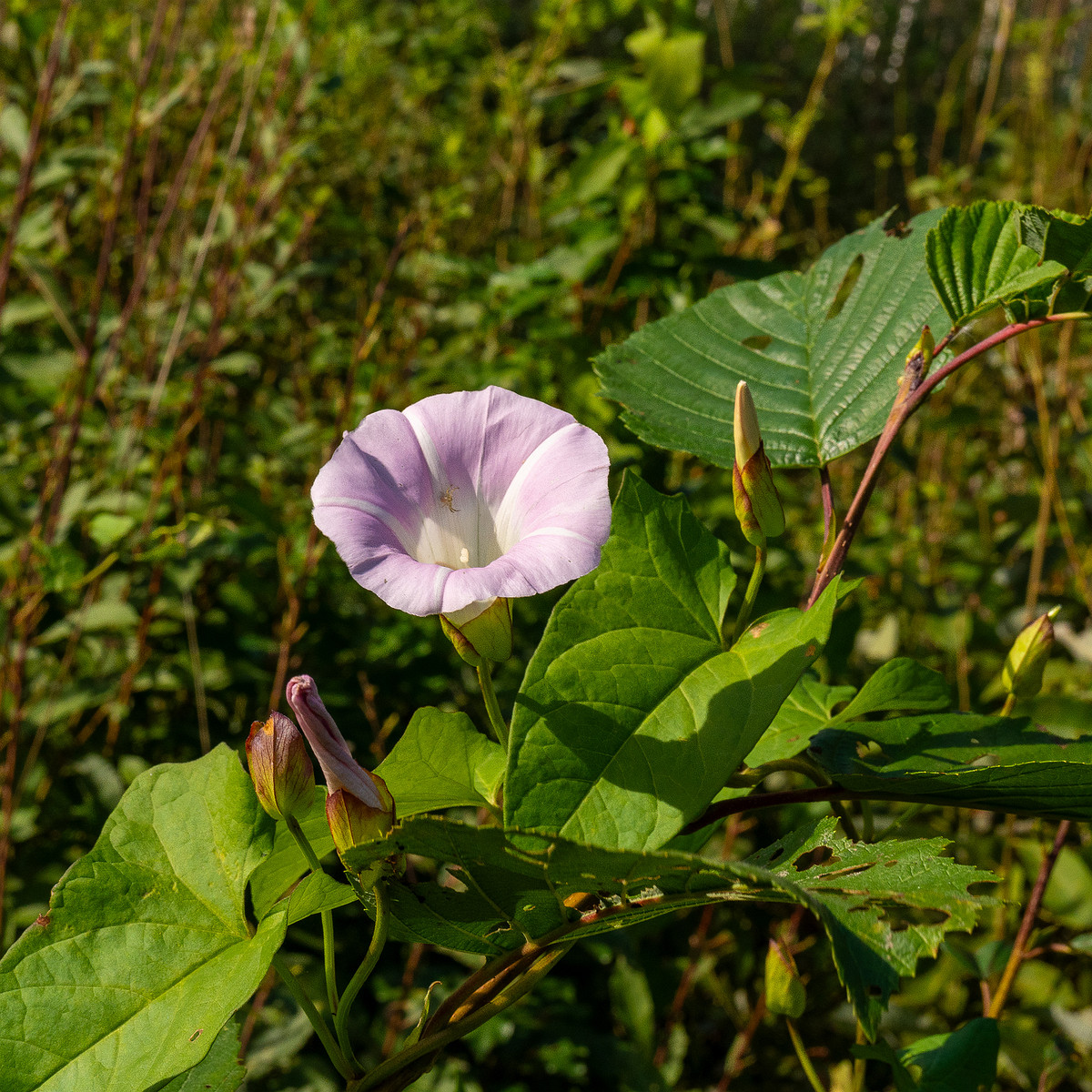 calystegia-sepium-subsp-roseata_1-15