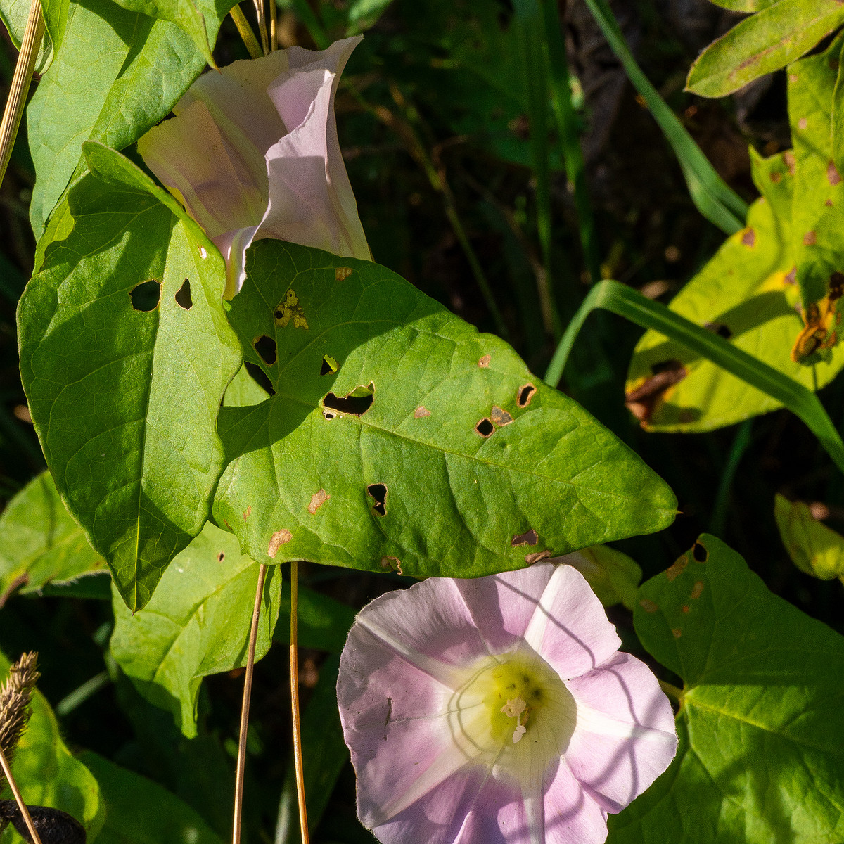 calystegia-sepium-subsp-roseata_1-2