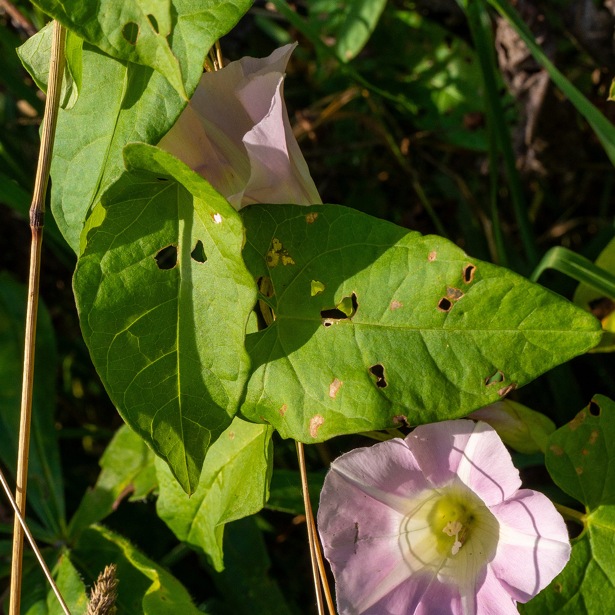 calystegia-sepium-subsp-roseata_1-3