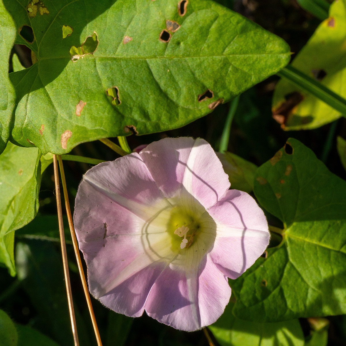 calystegia-sepium-subsp-roseata_1-4