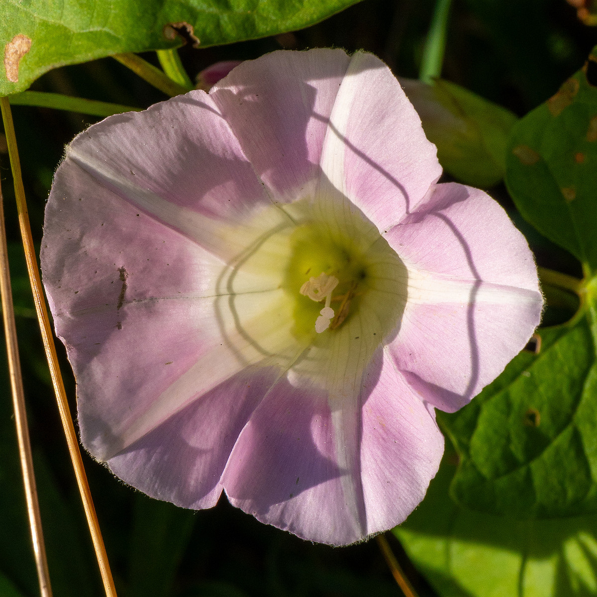 calystegia-sepium-subsp-roseata_1-5