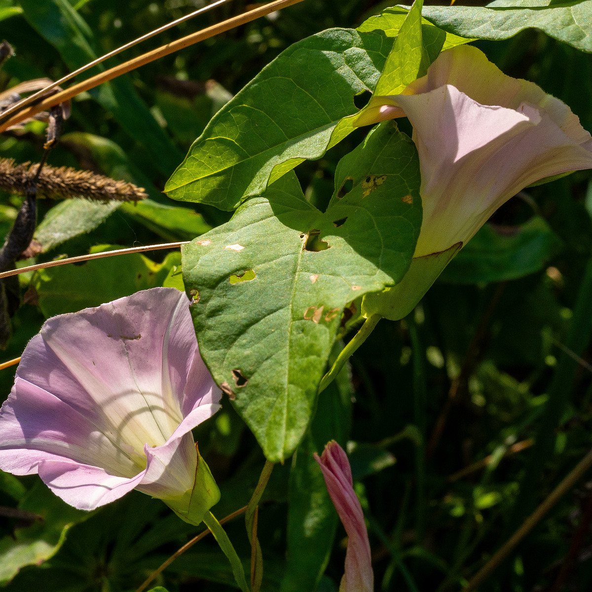 calystegia-sepium-subsp-roseata_1-6