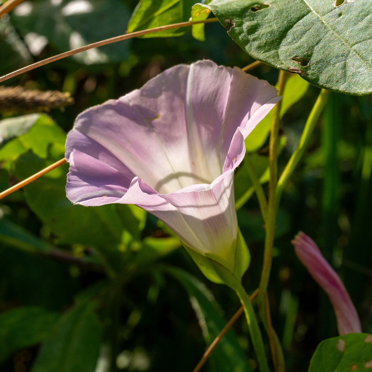 calystegia-sepium-subsp-roseata_1-7