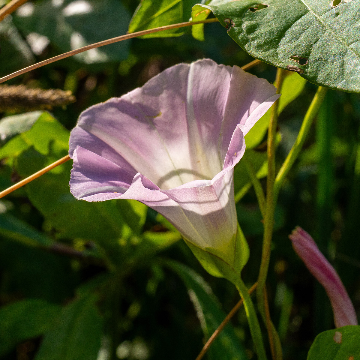 calystegia-sepium-subsp-roseata_1-8