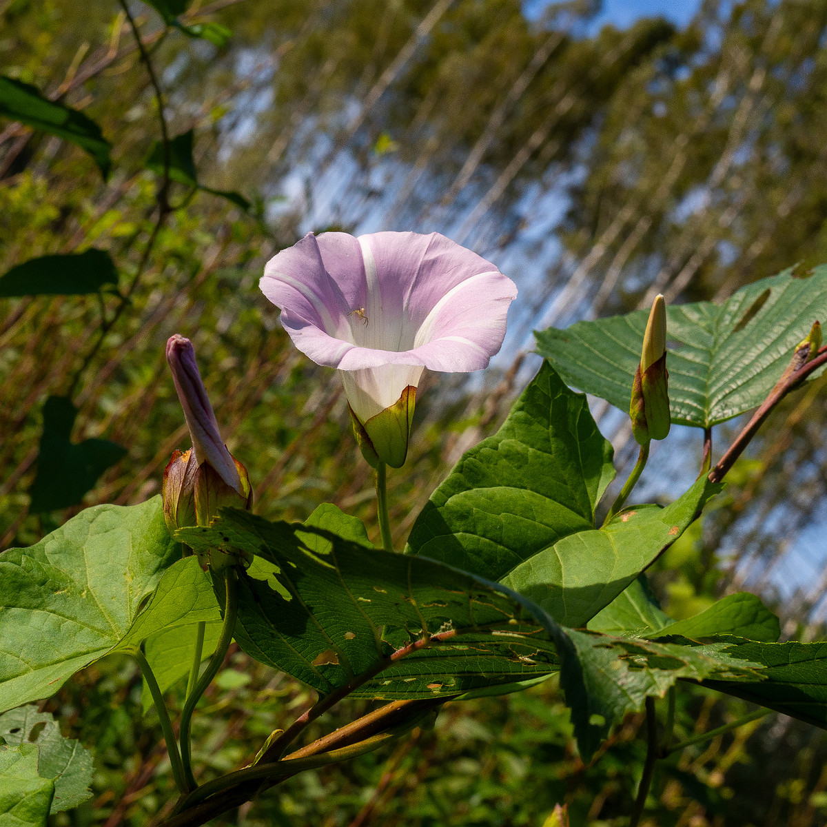 calystegia-sepium-subsp-roseata_1-9