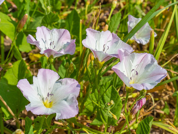 Вьюнок полевой - Convolvulus arvensis