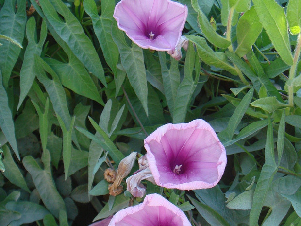 Ипомея узколистная - Ipomoea leptophylla