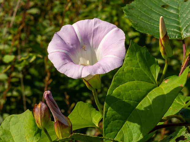 Повой заборный подвид розовый - Calystegia sepium subsp. roseata