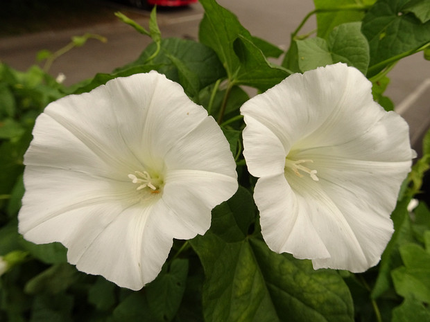 Повой заборный - Calystegia sepium