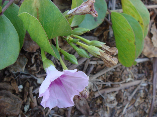 Повой сольданелловый - Calystegia soldanella