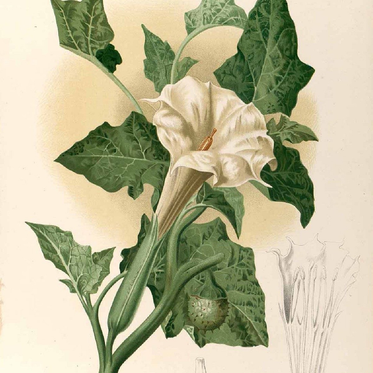 Datura metel (Francisco Manuel Blanco. Flora de Filipinas. Según el sistema de Linneo)