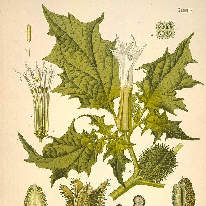 Datura stramonium (Franz Eugen Köhler. Köhler’s Medizinal-Pflanzen)