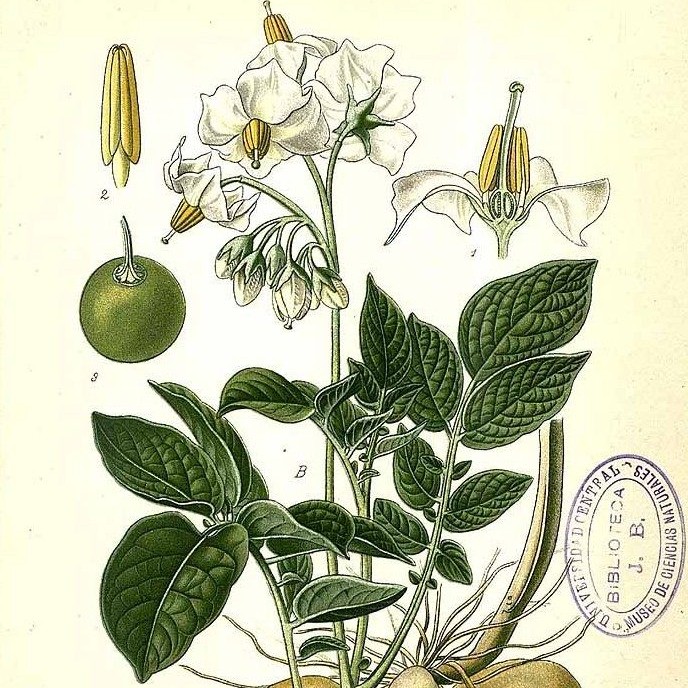 Solanum tuberosum (Masclef, A., Atlas des plantes de France)