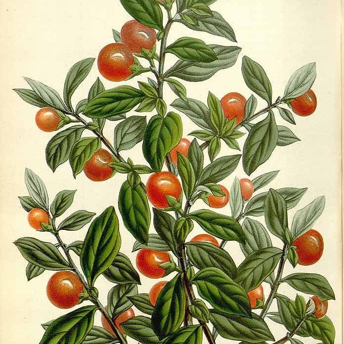 Solanum pseudocapsicum. (Houtte, L. van. Flore des serres et des jardin de l’Europe)