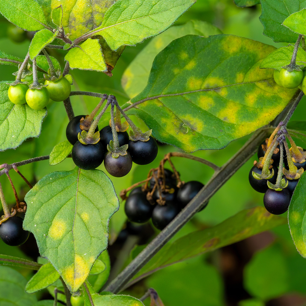 0botanical_garden_tallinn_agricultural_plants-14