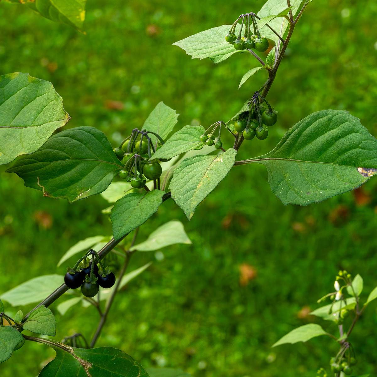 botanical_garden_tallinn_agricultural_plants-1