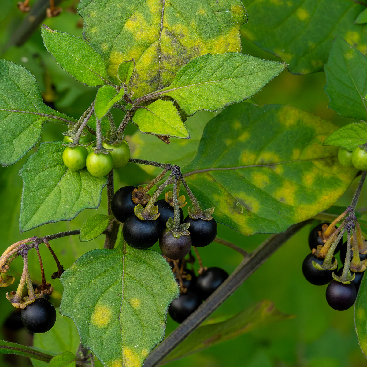 botanical_garden_tallinn_agricultural_plants-10