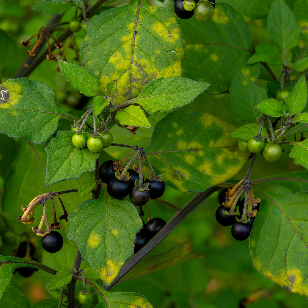 botanical_garden_tallinn_agricultural_plants-11