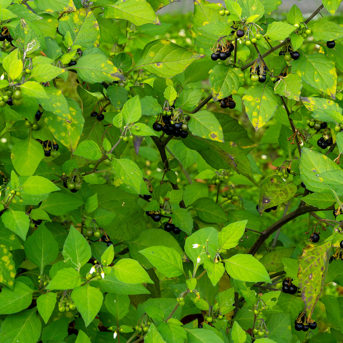 botanical_garden_tallinn_agricultural_plants-16