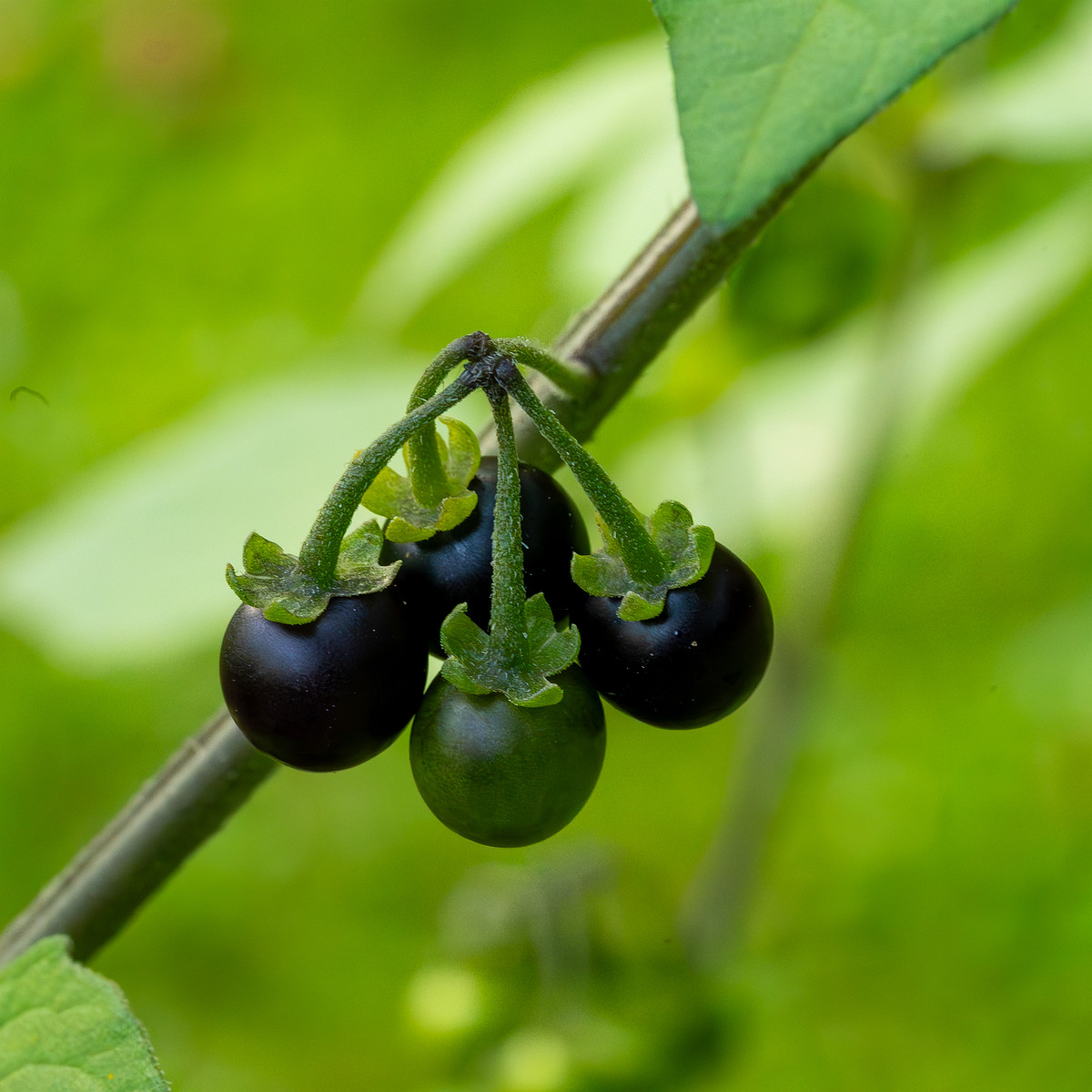 botanical_garden_tallinn_agricultural_plants-2