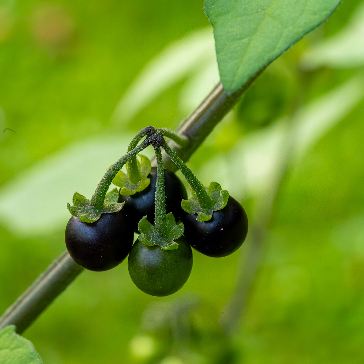 botanical_garden_tallinn_agricultural_plants-3