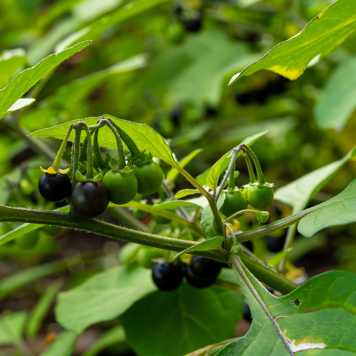 botanical_garden_tallinn_agricultural_plants-4