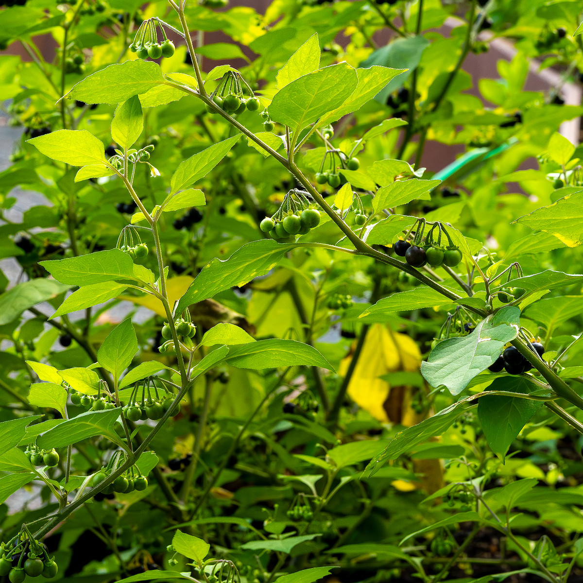 botanical_garden_tallinn_agricultural_plants-6