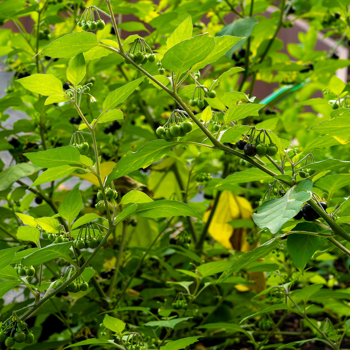 botanical_garden_tallinn_agricultural_plants-7