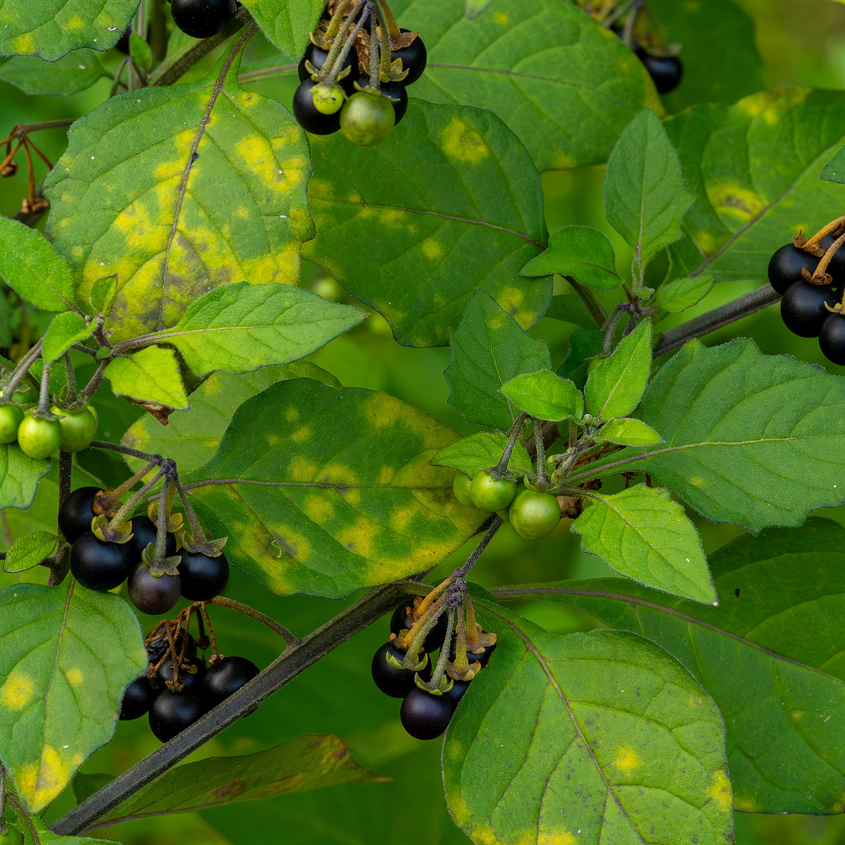 botanical_garden_tallinn_agricultural_plants-8