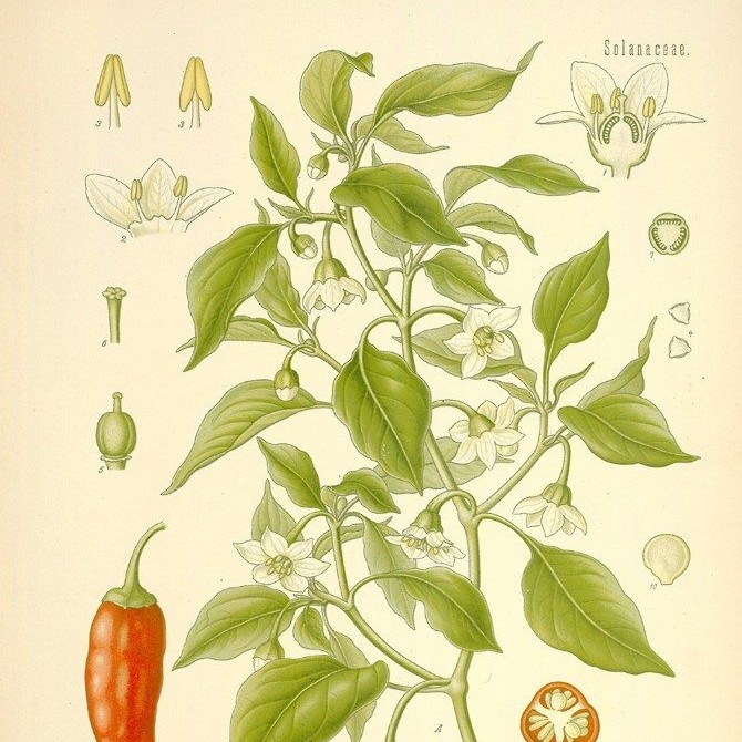 Capsicum annuum (Franz Eugen Köhler. Köhler’s Medizinal-Pflanzen)