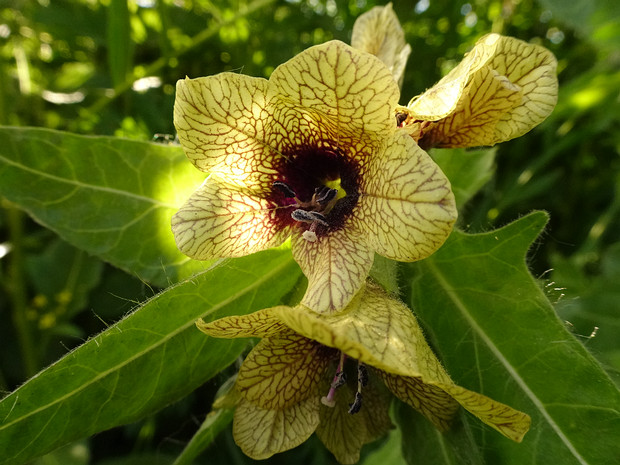 Белена черная - Hyoscyamus niger