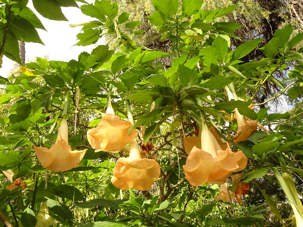 Бругмансия ароматная - Brugmansia suaveolens