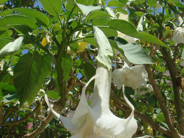 Бругмансия древесная - Brugmansia arborea