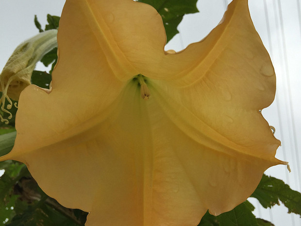 Бругмансия золотистая - Brugmansia aurea