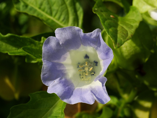 Никандра физалисовидная - Nicandra physaloides