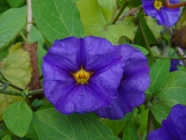 Паслён Рантонне - Lycianthes rantonnetii