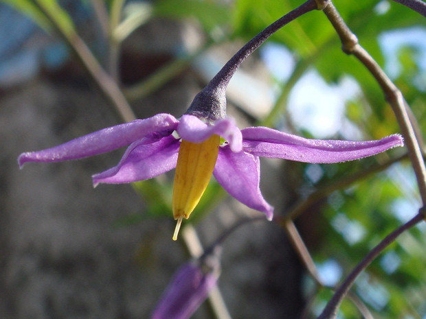 Паслён сладко-горький - Solanum dulcamara