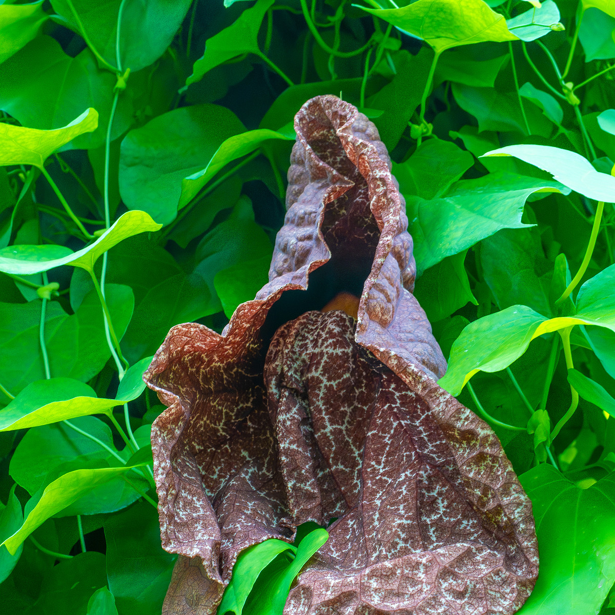 tallinn_botanical_garden_palm_house_tropics-10