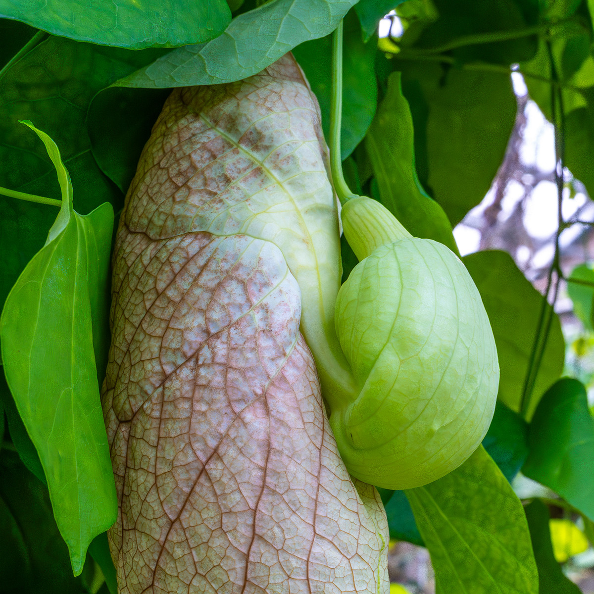 tallinn_botanical_garden_palm_house_tropics-8