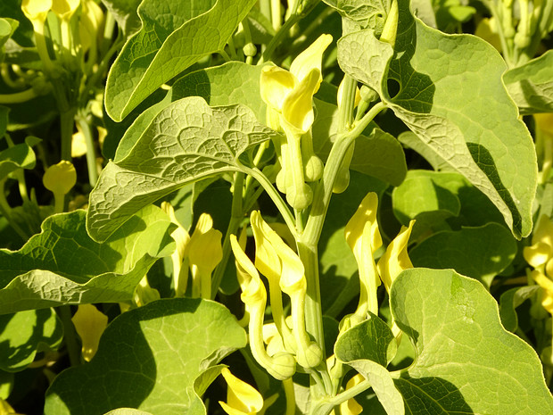 Кирказон ломоносовидный - Aristolochia clematitis