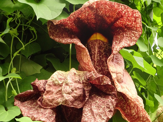 Кирказон прибрежный - Aristolochia littoralis