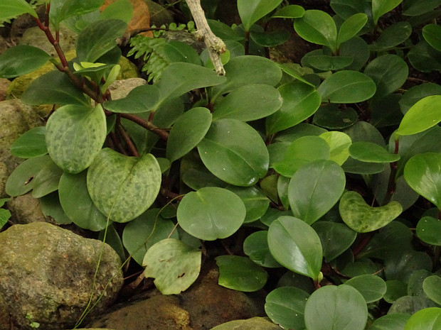 Пеперомия туполистная - Peperomia obtusifolia