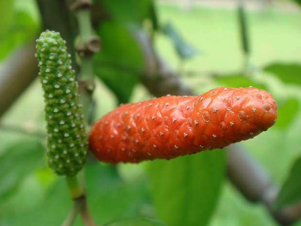 Перечные - Piperaceae The Piperaceae, also known as the pepper family, are a large family of flowering plants. The group contains roughly...