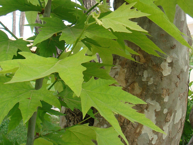 Платан восточный - Platanus orientalis